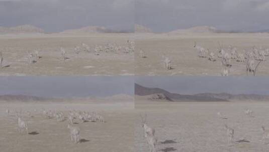 西藏羌塘野生藏羚羊群奔跑航拍4K高清在线视频素材下载
