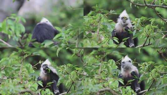 Z 4K 广西桂西白头叶猴吃树叶高清在线视频素材下载