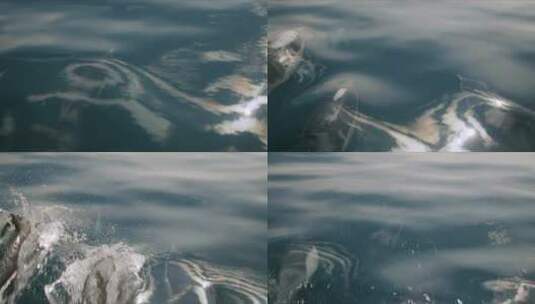 升格海豚跃出水面高清在线视频素材下载