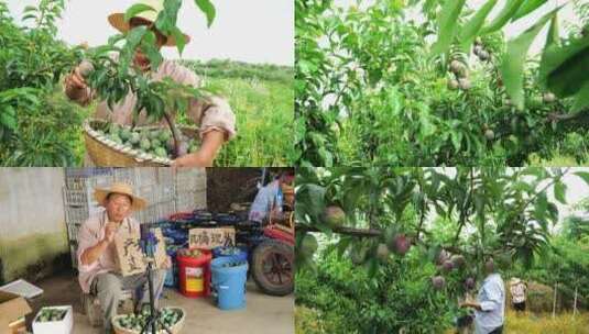 现摘五月脆 五月脆种植高清在线视频素材下载