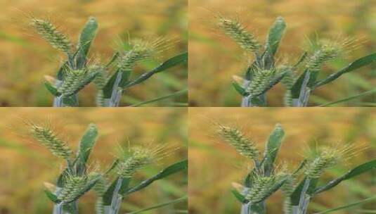 实拍雨中的麦子高清在线视频素材下载