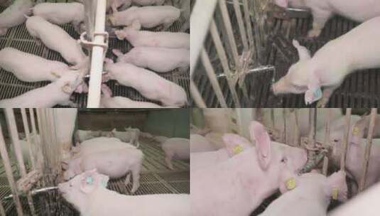 养猪场猪喝水高清在线视频素材下载