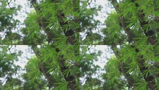 竹林竹子竹园，风中摇曳的竹叶高清在线视频素材下载