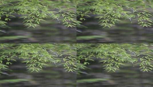 竹子竹叶生态自然高清在线视频素材下载