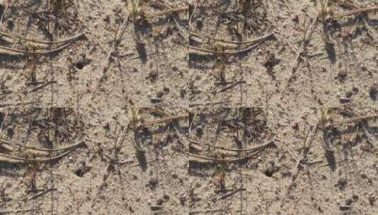 黑蚁在蚁丘周围的沙滩上行走高清在线视频素材下载
