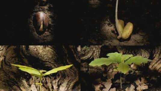 树林里橡树从种子发芽到长成幼苗高清在线视频素材下载