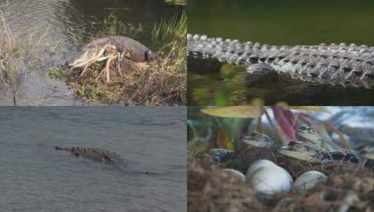 【合集】鳄鱼宝宝，岸上休息的鳄鱼高清在线视频素材下载