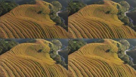 中国广西桂林市龙胜各族自治县龙脊梯田高清在线视频素材下载