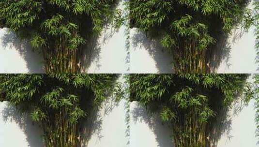 江南园林阳光下竹林竹子和白墙的光影空镜高清在线视频素材下载