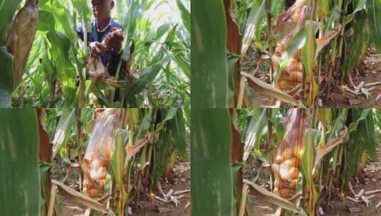 玉米农民收割绿色生态农业丰收收获高清在线视频素材下载