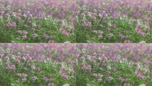 高清特写拍摄五颜六色花丛高清在线视频素材下载