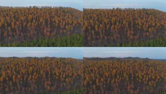 塞罕坝 秋天森林 自然风光高清在线视频素材下载