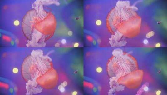 超好看的水母游动高清在线视频素材下载