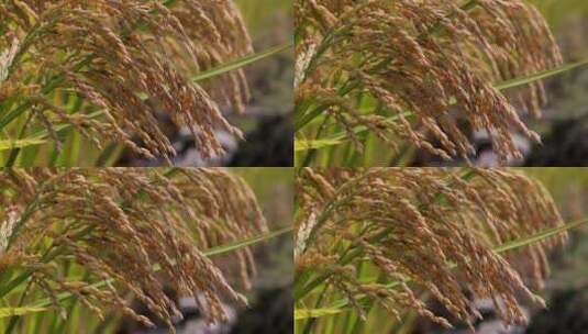 秋天稻田稻子水稻稻穗特写高清在线视频素材下载
