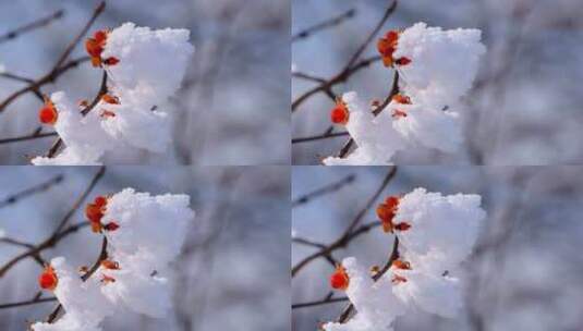 冬天阳光照射积雪融化露出树枝上红色的花朵高清在线视频素材下载