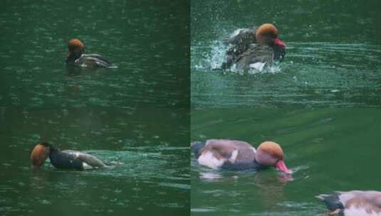 湖泊湖面下雨红头鸭高清在线视频素材下载