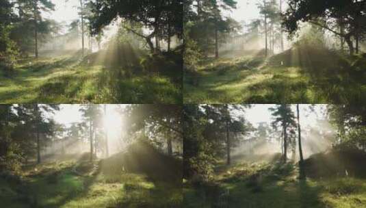 阳光照射树林 森林树木光影高清在线视频素材下载