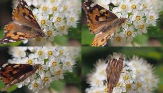 蝴蝶 昆虫 花朵高清在线视频素材下载