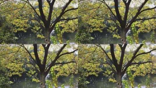 河边的树木叶子闪闪发亮高清在线视频素材下载