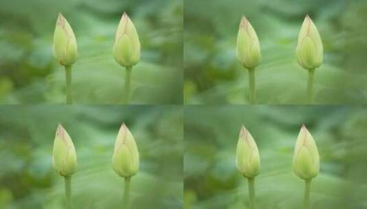两朵荷花蕾含苞待放荷叶花骨朵高清在线视频素材下载