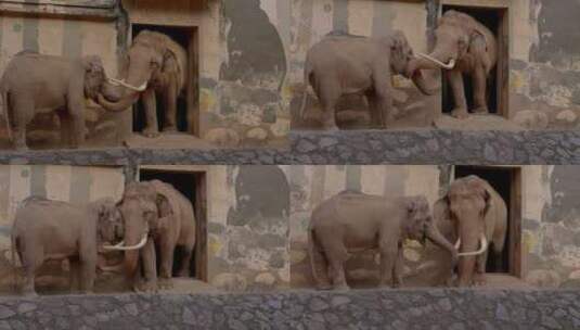 2023广州动物园游览大象高清在线视频素材下载