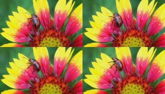 3656_甲虫走在花瓣上高清在线视频素材下载