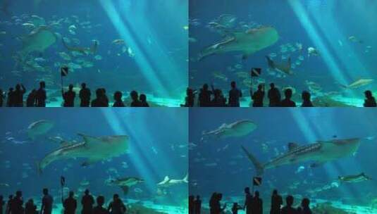 游客们在水族馆里高清在线视频素材下载