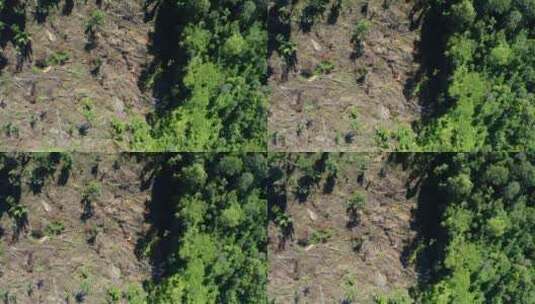 被砍伐的树林高清在线视频素材下载