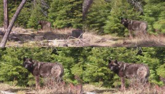 孤狼穿过森林高清在线视频素材下载