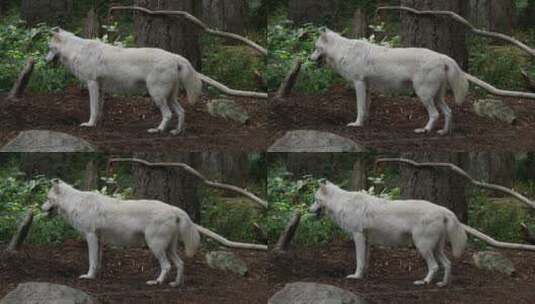白狼站在树林里高清在线视频素材下载