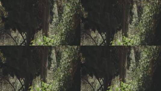洒落在森林里的阳光高清在线视频素材下载