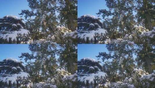 实拍 冬天 暴雪 树枝 树叶 雪景高清在线视频素材下载