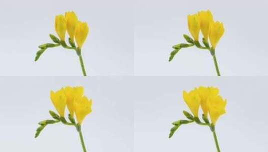 黄色的香雪兰 花朵绽放的延时高清在线视频素材下载