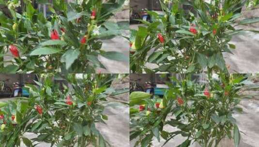 小红辣椒盆景4K实拍视频高清在线视频素材下载