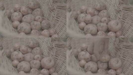 春天种植红土豆LOG视频素材高清在线视频素材下载