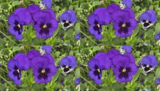 紫色的花卉高清在线视频素材下载