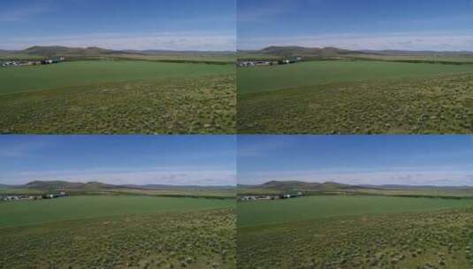 呼伦贝尔草原山坡上盛开的芍药花高清在线视频素材下载