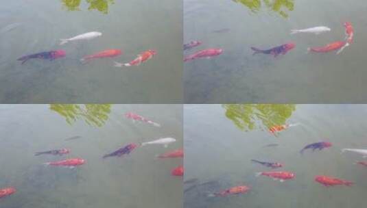 湖里的金鱼4k视频观赏鱼高清在线视频素材下载