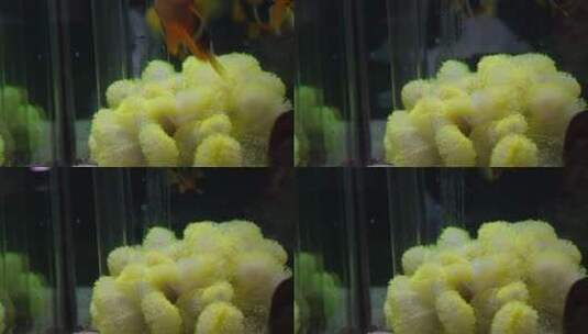 【镜头合集】躲在海葵里繁殖的小丑鱼高清在线视频素材下载