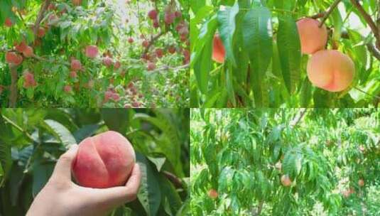 果园的桃树结满了水蜜桃高清在线视频素材下载