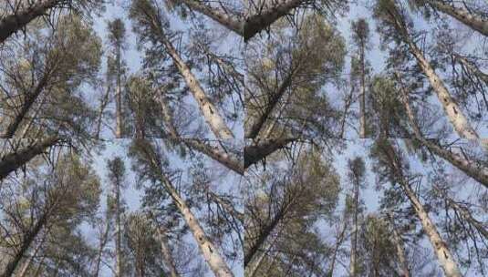 亚寒带森林的高耸树木4K素材高清在线视频素材下载