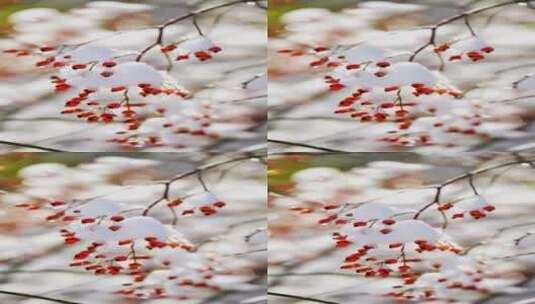4K花草植物素材——积雪红果子高清在线视频素材下载