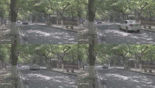 青岛夏日林荫街道空镜高清在线视频素材下载