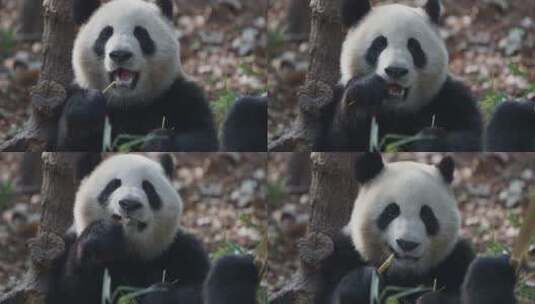 一只大熊猫在吃竹子高清在线视频素材下载