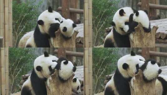 可爱的大熊猫一家在一起玩耍熊猫幼崽睡觉高清在线视频素材下载