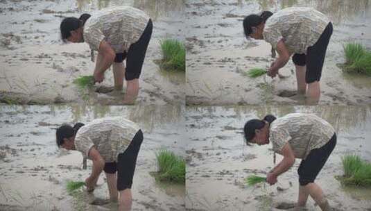 一个人在乡村稻田种植水稻插秧高清在线视频素材下载