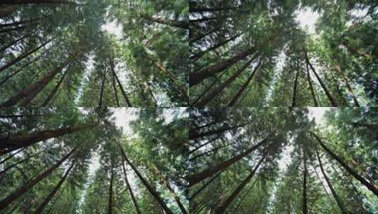 原始森林丛林松树柏树林高清在线视频素材下载