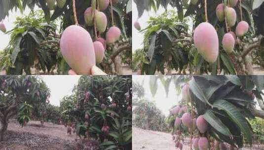 芒果种植基地高清在线视频素材下载