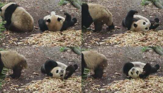 大熊猫坐在地上吃竹笋高清在线视频素材下载