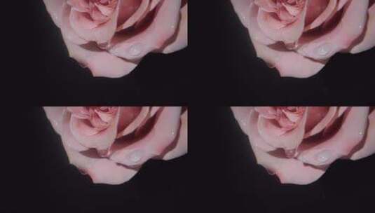 精华水从玫瑰花瓣上滴落高清在线视频素材下载